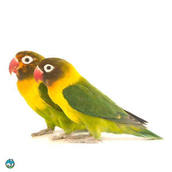 黄领牡丹鹦鹉-4