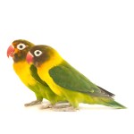 黄领牡丹鹦鹉-缩略图-4