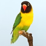 黄领牡丹鹦鹉-缩略图-5