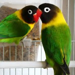 黄领牡丹鹦鹉-缩略图-6