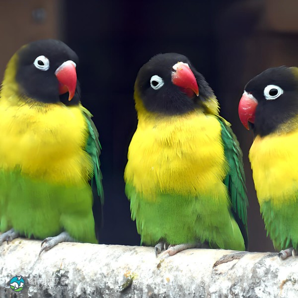 黄领牡丹鹦鹉-7