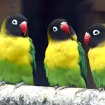 黄领牡丹鹦鹉-缩略图-7