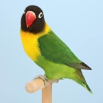 黄领牡丹鹦鹉-缩略图-8
