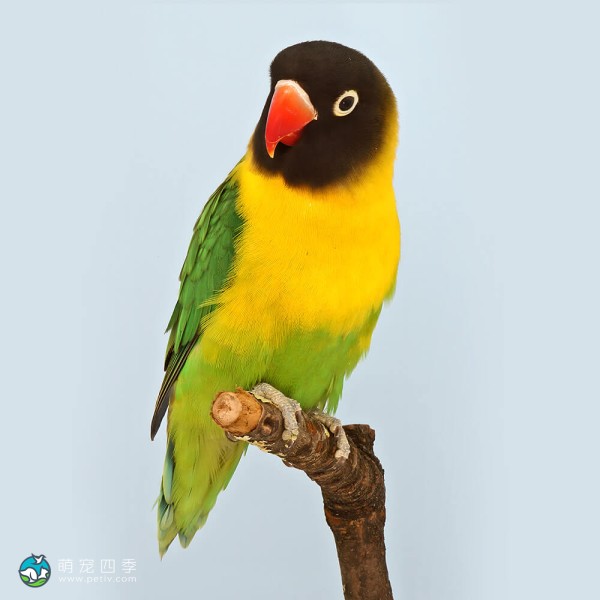 黄领牡丹鹦鹉-9