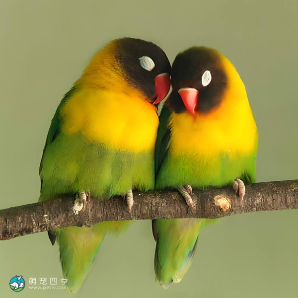 黄领牡丹鹦鹉-10