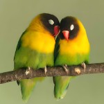 黄领牡丹鹦鹉-缩略图-10