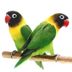 黄领牡丹鹦鹉-缩略图-11