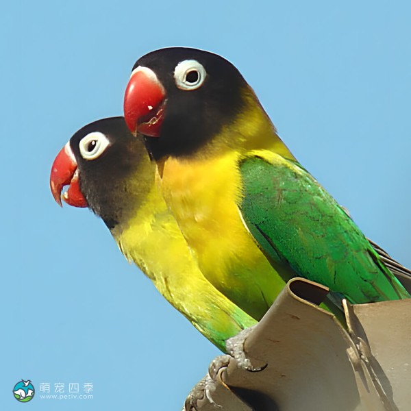 黄领牡丹鹦鹉-12