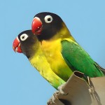 黄领牡丹鹦鹉-缩略图-12