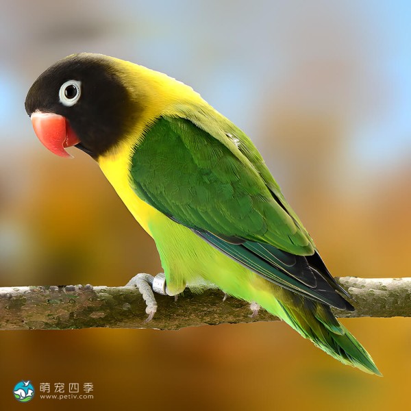 黄领牡丹鹦鹉-13