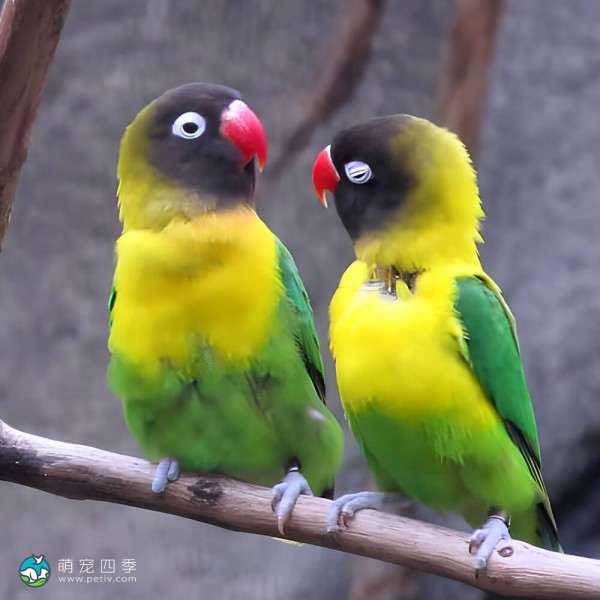 黄领牡丹鹦鹉-14