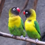 黄领牡丹鹦鹉-缩略图-14