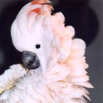 鲑色凤头鹦鹉-缩略图-1