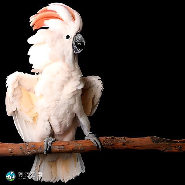 鲑色凤头鹦鹉-2