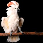 鲑色凤头鹦鹉-缩略图-2