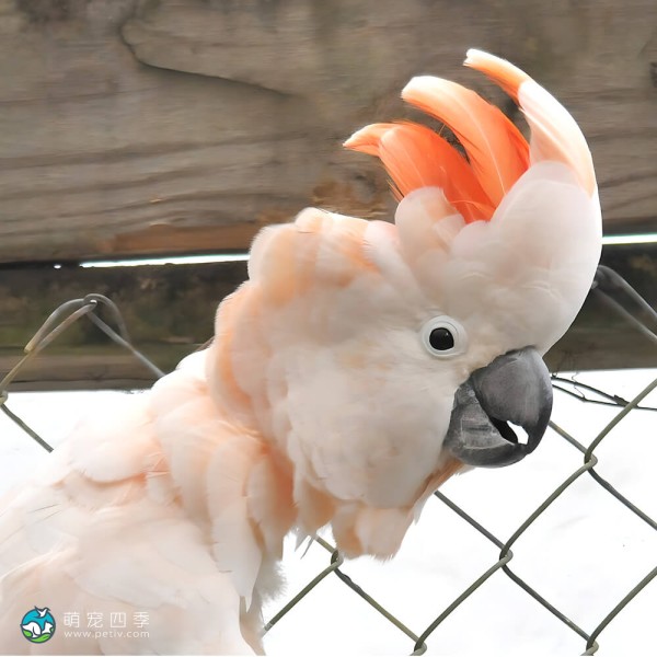 鲑色凤头鹦鹉-4