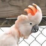 鲑色凤头鹦鹉-缩略图-4