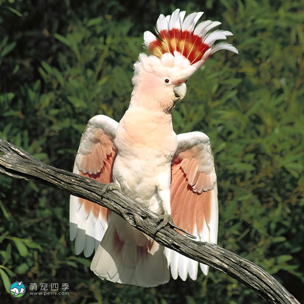 鲑色凤头鹦鹉-5