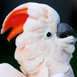 鲑色凤头鹦鹉-缩略图-6