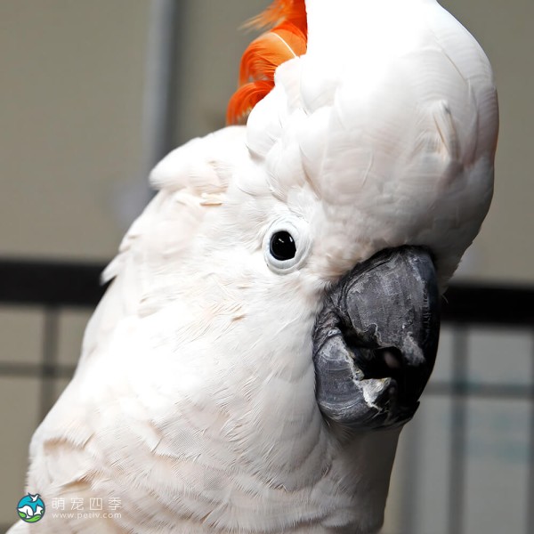 鲑色凤头鹦鹉-7