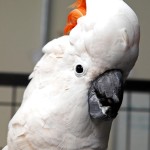 鲑色凤头鹦鹉-缩略图-7