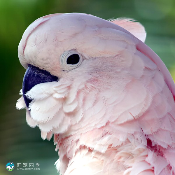 鲑色凤头鹦鹉-8