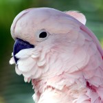 鲑色凤头鹦鹉-缩略图-8