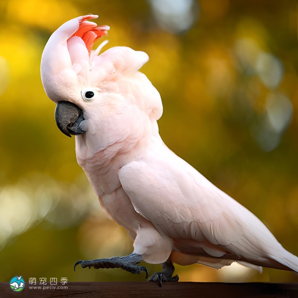 鲑色凤头鹦鹉-9