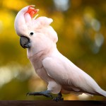 鲑色凤头鹦鹉-缩略图-9