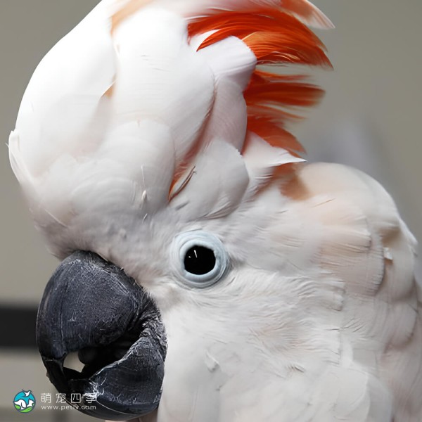 鲑色凤头鹦鹉-10