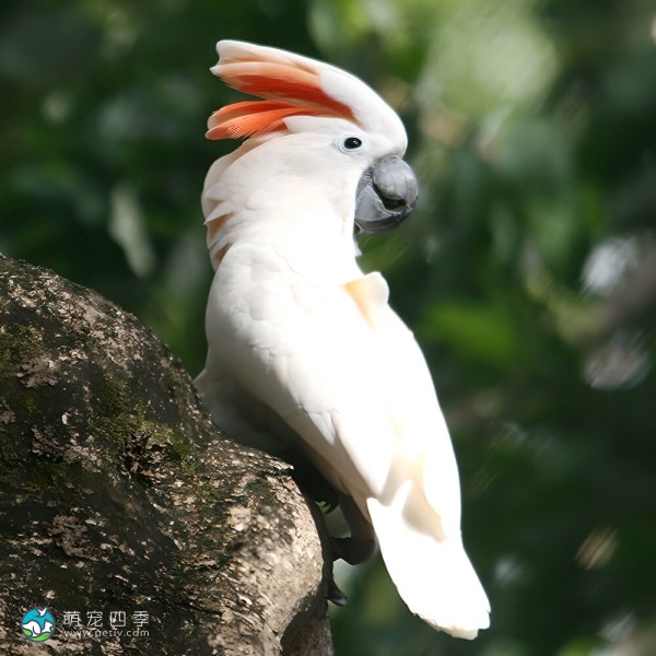 鲑色凤头鹦鹉-11