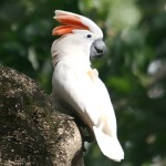 鲑色凤头鹦鹉-缩略图-11