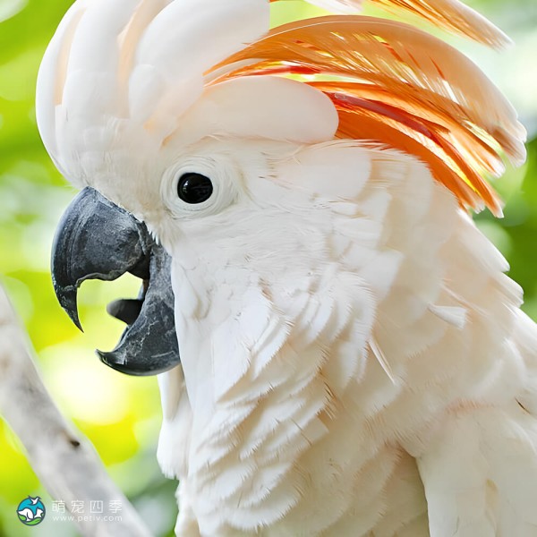 鲑色凤头鹦鹉-12