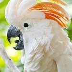 鲑色凤头鹦鹉-缩略图-12