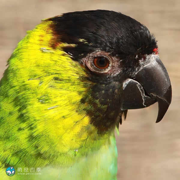 南达锥尾鹦鹉-1