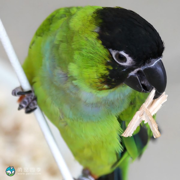 南达锥尾鹦鹉-2