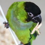 南达锥尾鹦鹉-缩略图-2
