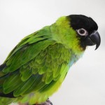 南达锥尾鹦鹉-缩略图-3