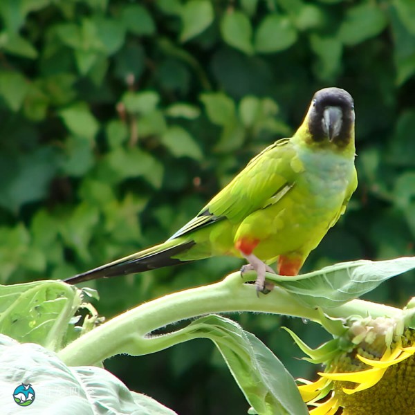 南达锥尾鹦鹉-4