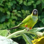 南达锥尾鹦鹉-缩略图-4