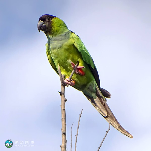 南达锥尾鹦鹉-5