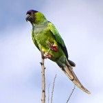 南达锥尾鹦鹉-缩略图-5