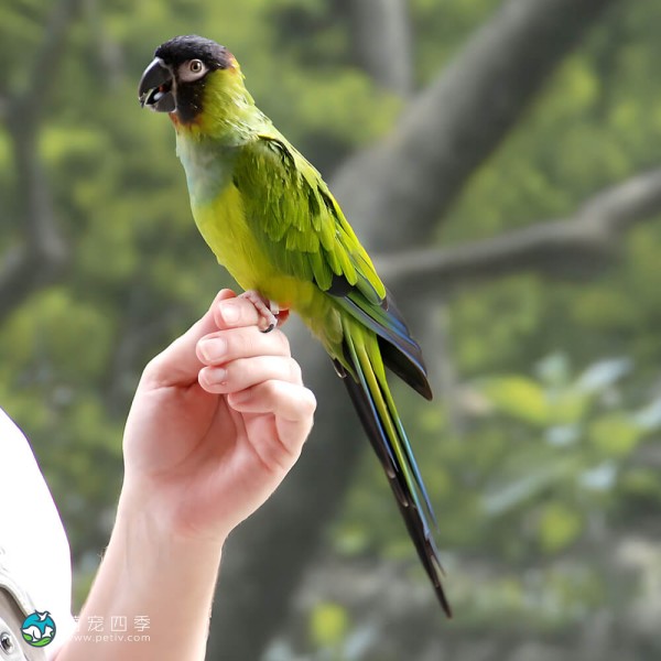 南达锥尾鹦鹉-6