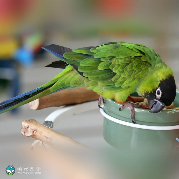 南达锥尾鹦鹉-7