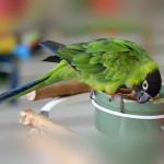 南达锥尾鹦鹉-缩略图-7