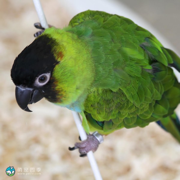 南达锥尾鹦鹉-8