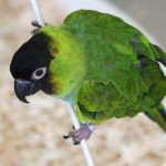 南达锥尾鹦鹉-缩略图-8