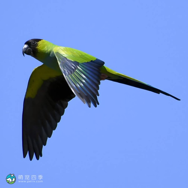 南达锥尾鹦鹉-9