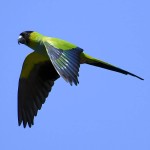 南达锥尾鹦鹉-缩略图-9