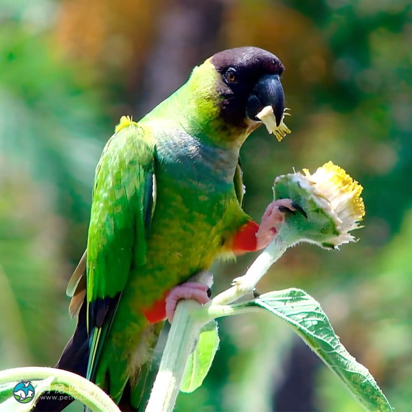 南达锥尾鹦鹉-10